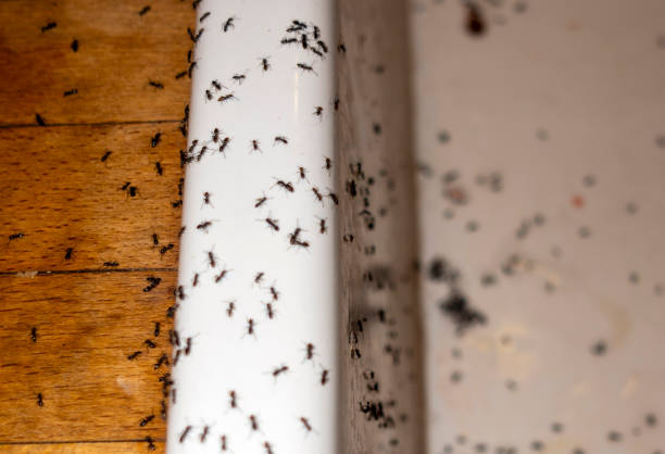 Best Termite Control Services  in Kulpsville, PA